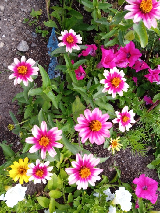 10-Ostlka - Zinnia marylandica.jpg